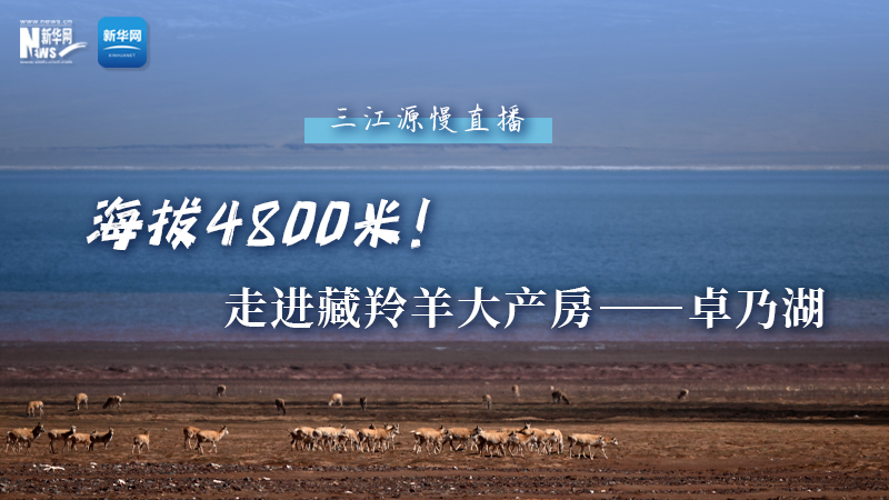 大美中國(guó)｜海拔4800米！走進(jìn)藏羚羊大產(chǎn)房——卓乃湖