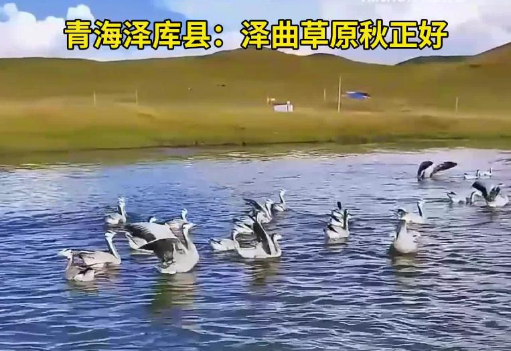 青海泽库县：泽曲草原秋正好